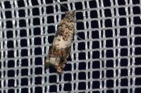 Epinotia subocellana