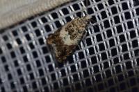 Epinotia subocellana