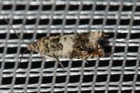 Epinotia subocellana