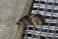 Cochylis nana