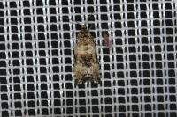 Celypha rurestrana