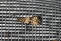 Celypha rurestrana