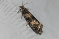 Celypha cespitana