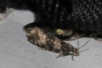 Celypha cespitana