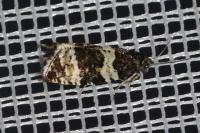 Argyroploce bipunctana
