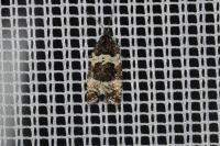 Argyroploce bipunctana