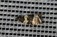 Argyroploce bipunctana