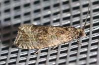 Celypha lacunana