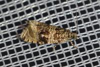 Celypha lacunana