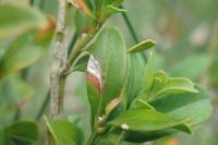 Caloptilia