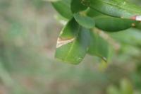 Caloptilia