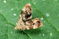Anthophila fabriciana