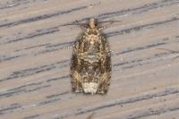 Celypha lacunana