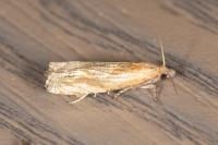Eucosma