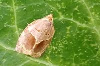 Clepsis dumicolana