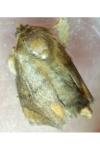 Apoda limacodes