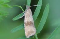Celypha striana