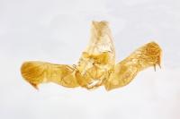 Grapholita fissana