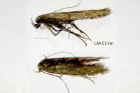 Monochroa hornigi