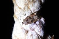 Archips crataegana