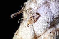 Clepsis consimilana