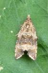 Celypha lacunana