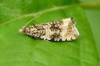 Celypha lacunana