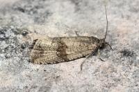 Celypha striana