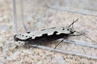 Ethmia bipunctella