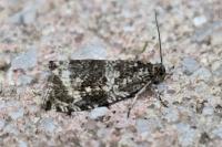 Celypha lacunana