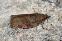 Pandemis heparana
