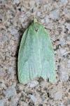 Tortrix viridana