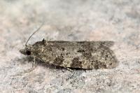 Cnephasia