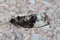 Hedya nubiferana