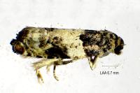 Gypsonoma sociana