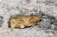 Archips xylosteana