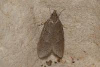Luquetia lobella