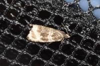 Celypha