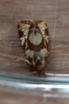 Aethes hartmanniana