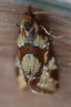 Aethes hartmanniana