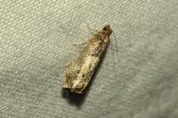 Notocelia