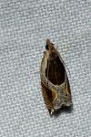 Ancylis unculana