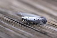 Yponomeuta padella