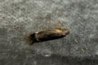 Aproaerema anthyllidella