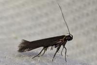 Oxypteryx unicolorella