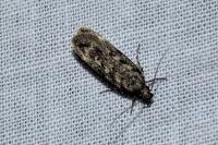 Gelechia turpella