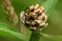 Eucosma cana