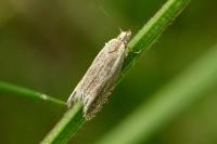 Eucosma cana