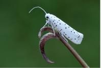 Yponomeuta cagnagella