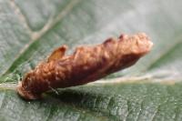 Coleophora serratella
